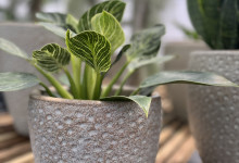 Tudbinks Houseplants (2)