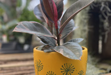 Tudbinks Houseplants (1)