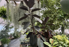 Tudbinks Houseplants (3)
