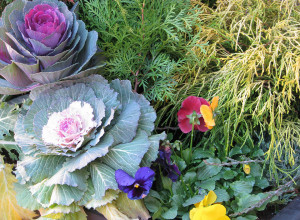 close up of plants and flowers inside a commercial planter