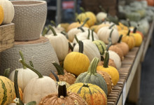Tudbinks Pumpkins