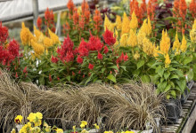 Tudbinks Fall Plants