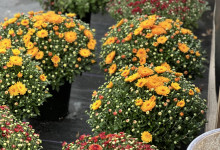 Tudbinks Fall Plants