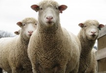 Sheep and Farm