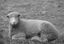 Sheep and Farm